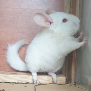 Маленький самец шиншиллы гомобежевый бело-розовый эбони