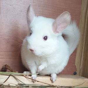 Маленький самец шиншиллы гомобежевый бело-розовый эбони