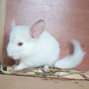 Маленький самец шиншиллы гомобежевый бело-розовый эбони