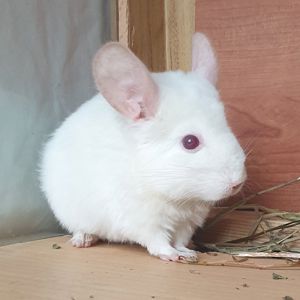 Маленький самец шиншиллы гомобежевый бело-розовый эбони