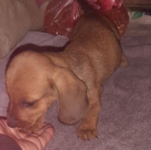 Цуценята такси