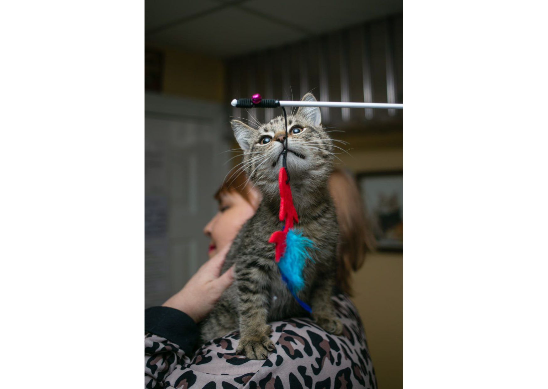 Неймовірно гарні тигренята шукають свої родини!