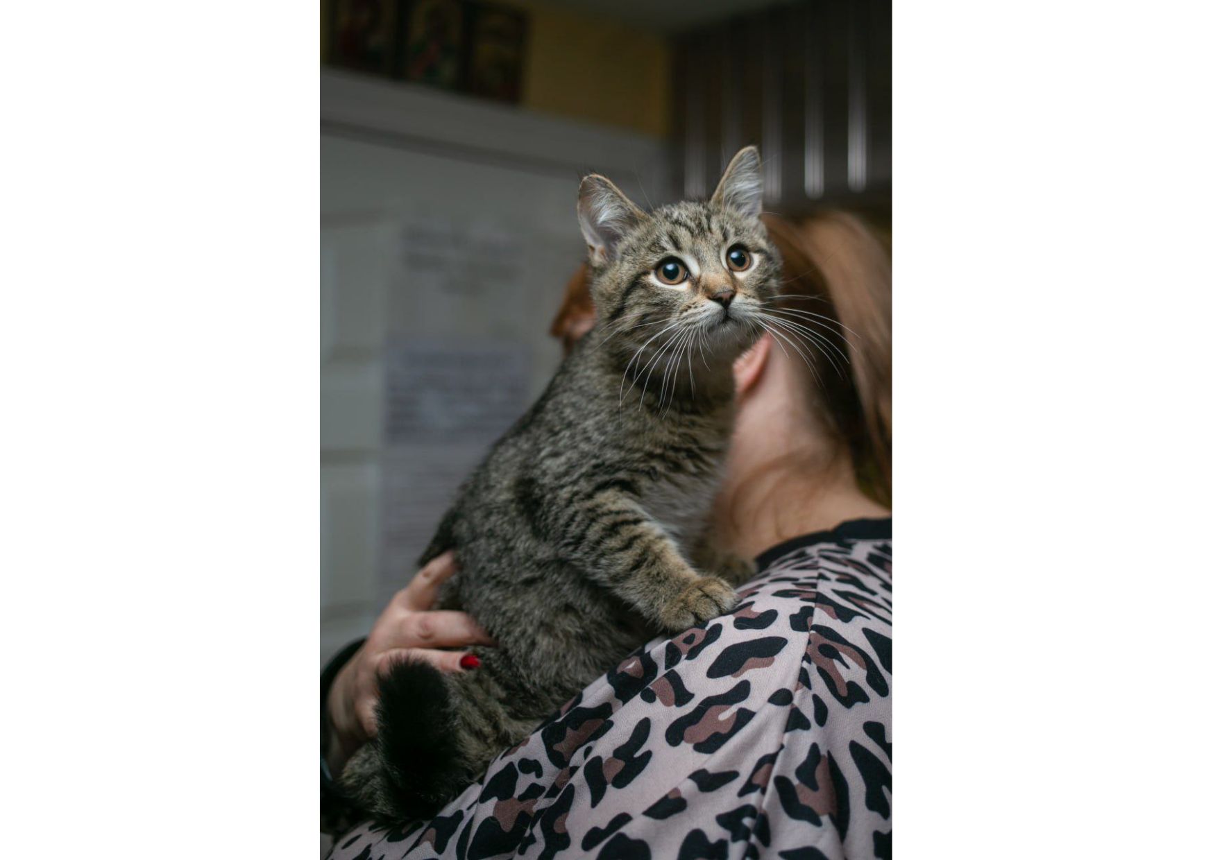 Неймовірно гарні тигренята шукають свої родини!