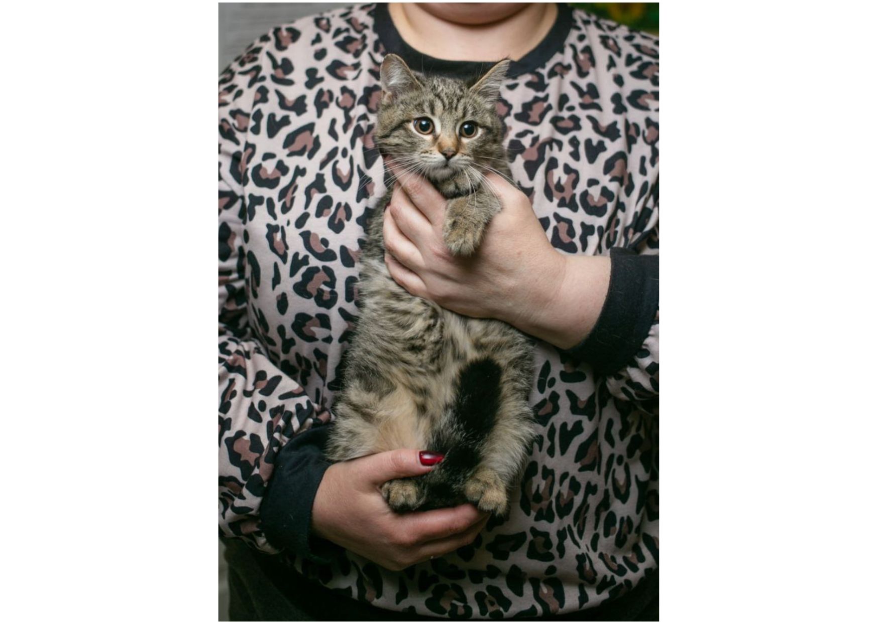 Неймовірно гарні тигренята шукають свої родини!