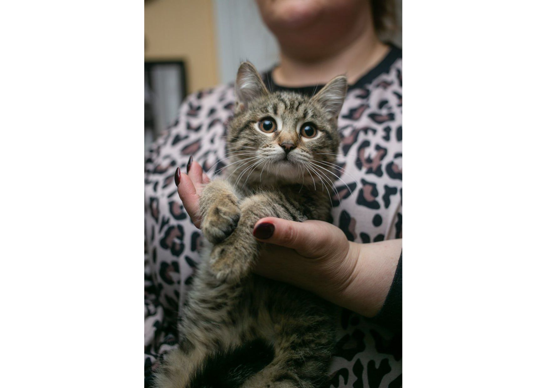 Неймовірно гарні тигренята шукають свої родини!