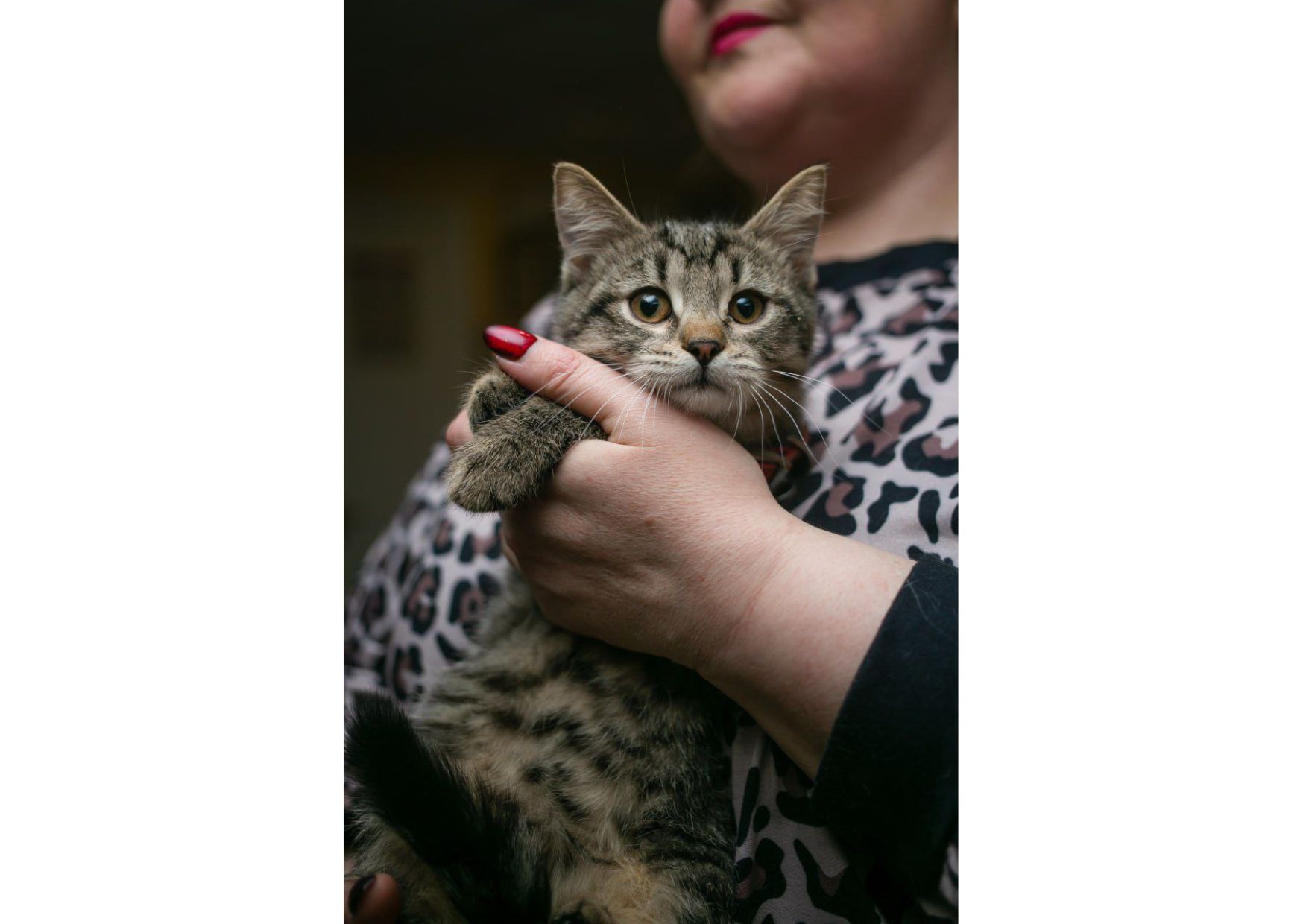 Неймовірно гарні тигренята шукають свої родини!