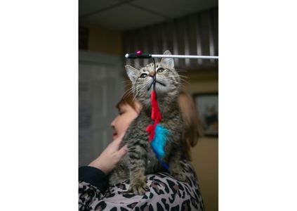 Неймовірно гарні тигренята шукають свої родини!