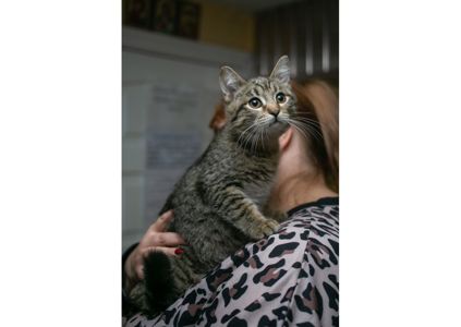 Неймовірно гарні тигренята шукають свої родини!