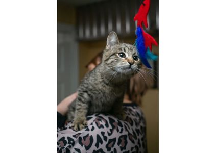 Неймовірно гарні тигренята шукають свої родини!