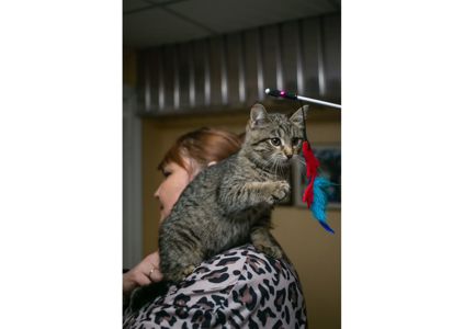 Неймовірно гарні тигренята шукають свої родини!