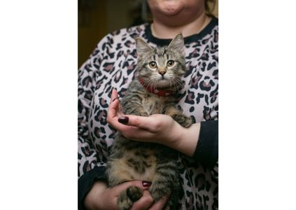 Неймовірно гарні тигренята шукають свої родини!