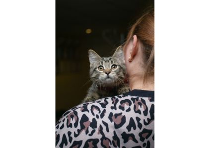 Неймовірно гарні тигренята шукають свої родини!