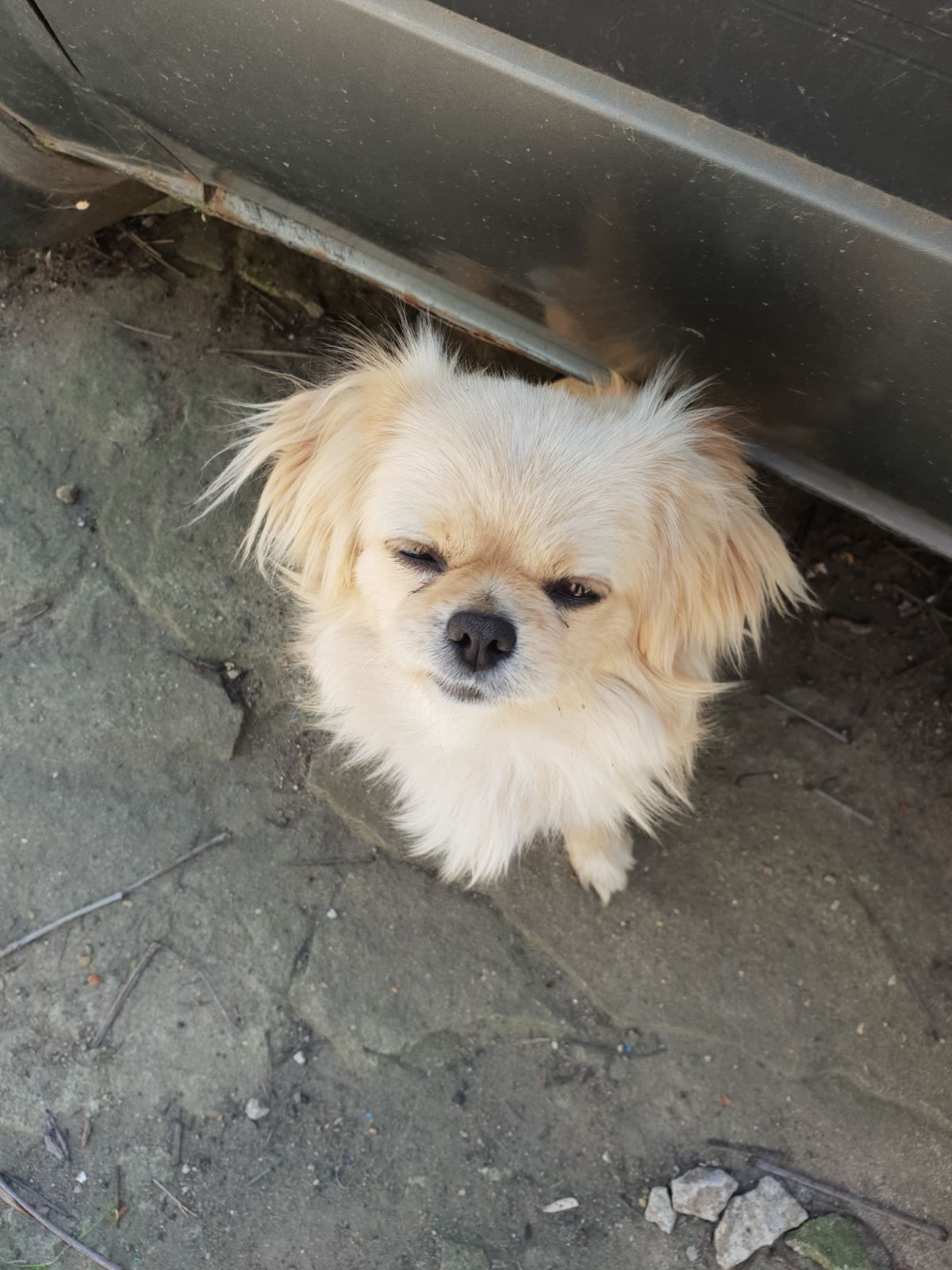 Щенки королевского пекинеса. Цуцинята королівського пекінесу