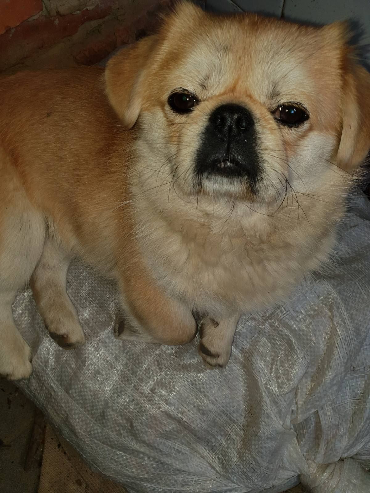 Щенки королевского пекинеса. Цуцинята королівського пекінесу