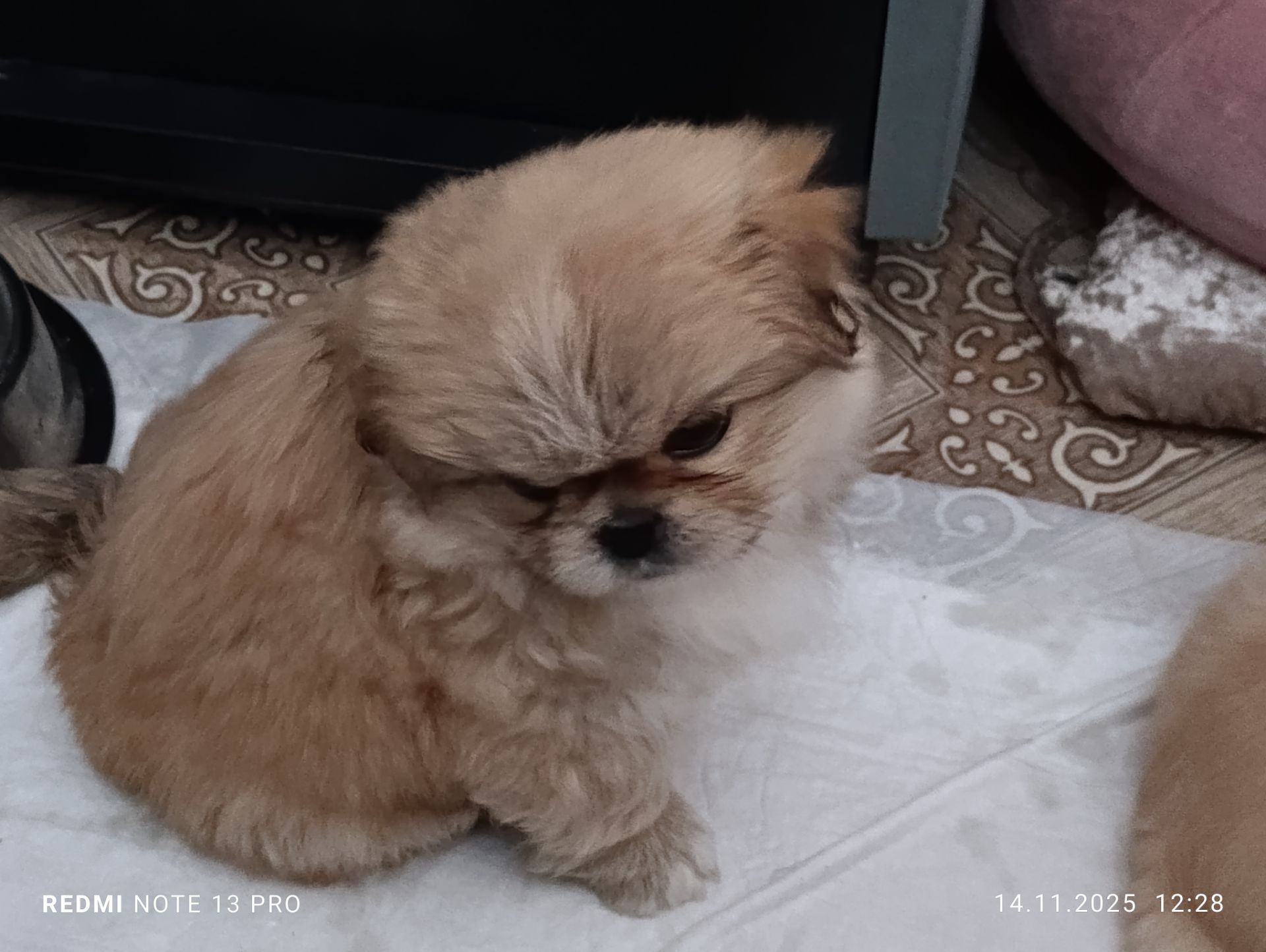 Щенки королевского пекинеса. Цуцинята королівського пекінесу