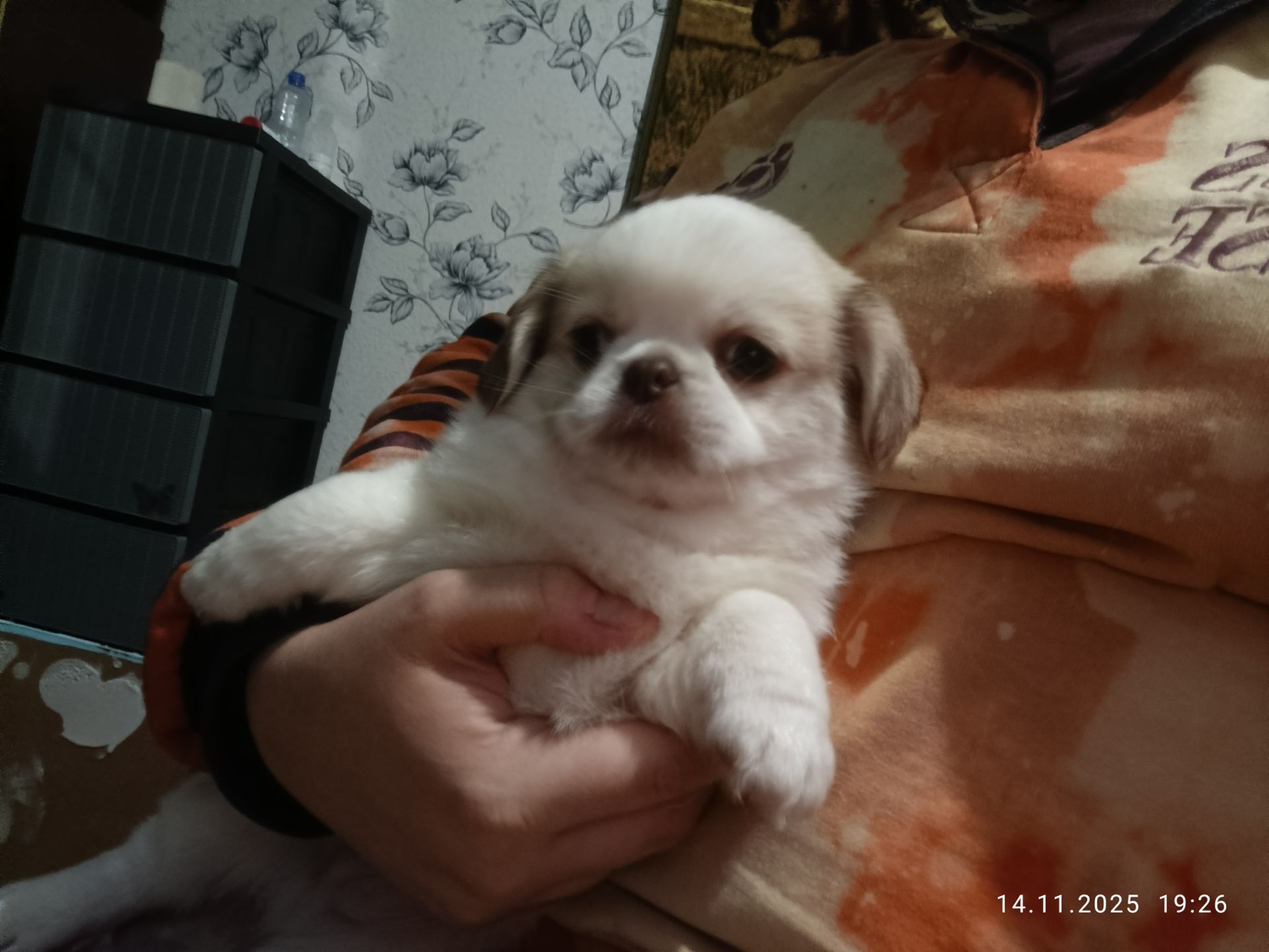 Щенки королевского пекинеса. Цуцинята королівського пекінесу