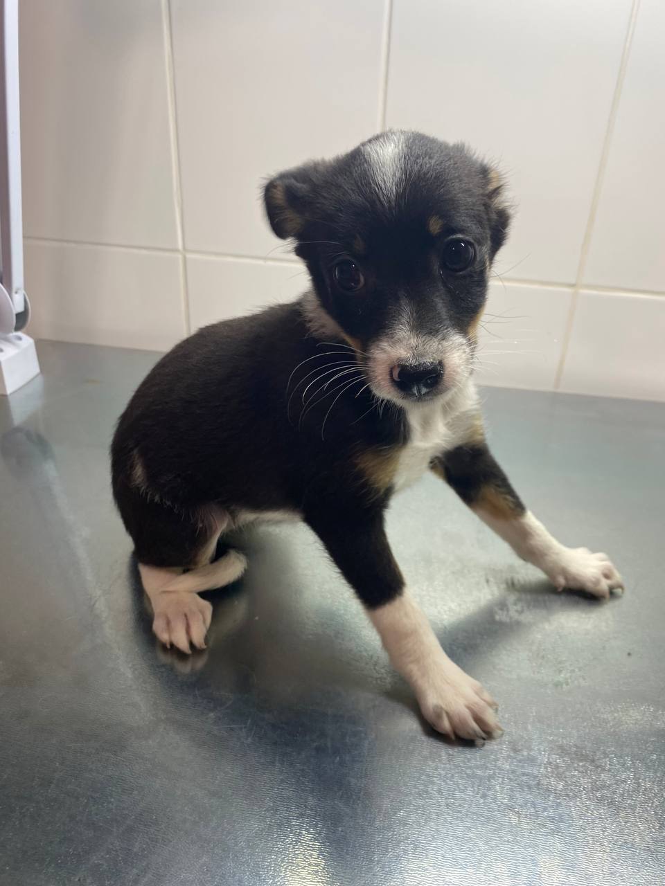 Міні собачки в добрі руки!