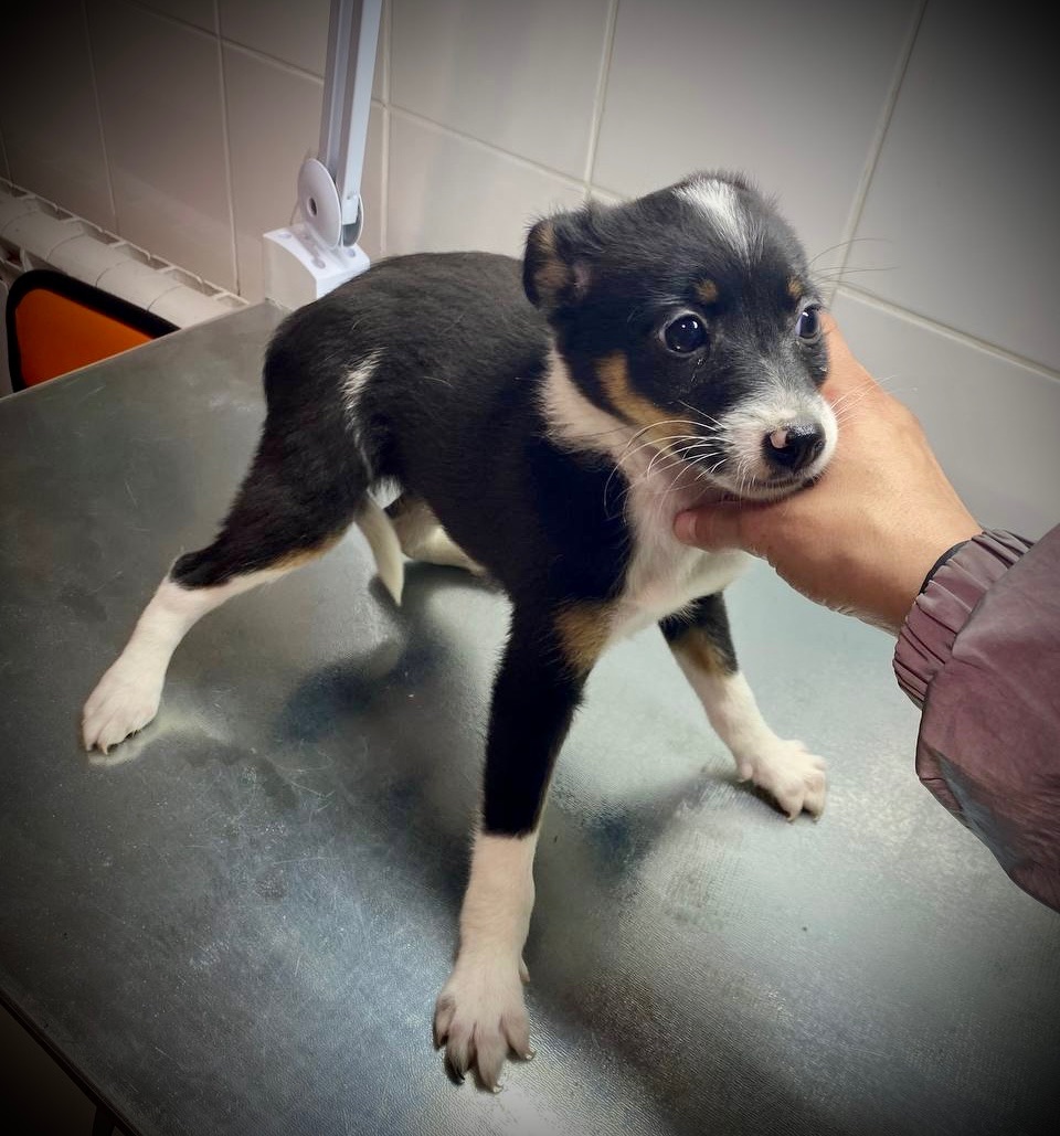 Міні собачки в добрі руки!