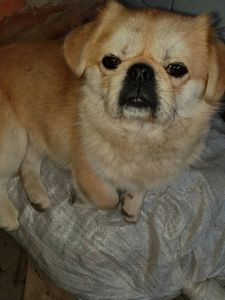 Щенки королевского пекинеса. Цуцинята королівського пекінесу