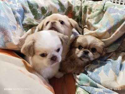 Щенки королевского пекинеса. Цуцинята королівського пекінесу