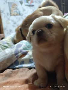 Щенки королевского пекинеса. Цуцинята королівського пекінесу