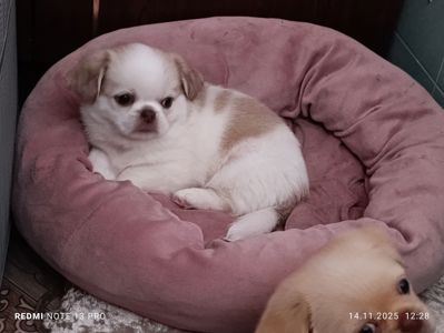 Щенки королевского пекинеса. Цуцинята королівського пекінесу