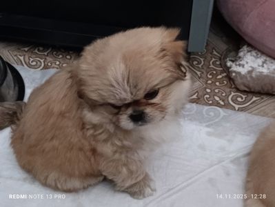 Щенки королевского пекинеса. Цуцинята королівського пекінесу