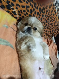 Щенки королевского пекинеса. Цуцинята королівського пекінесу