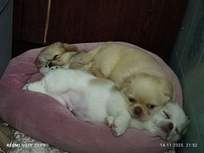 Щенки королевского пекинеса. Цуцинята королівського пекінесу