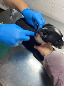 Міні собачки в добрі руки!