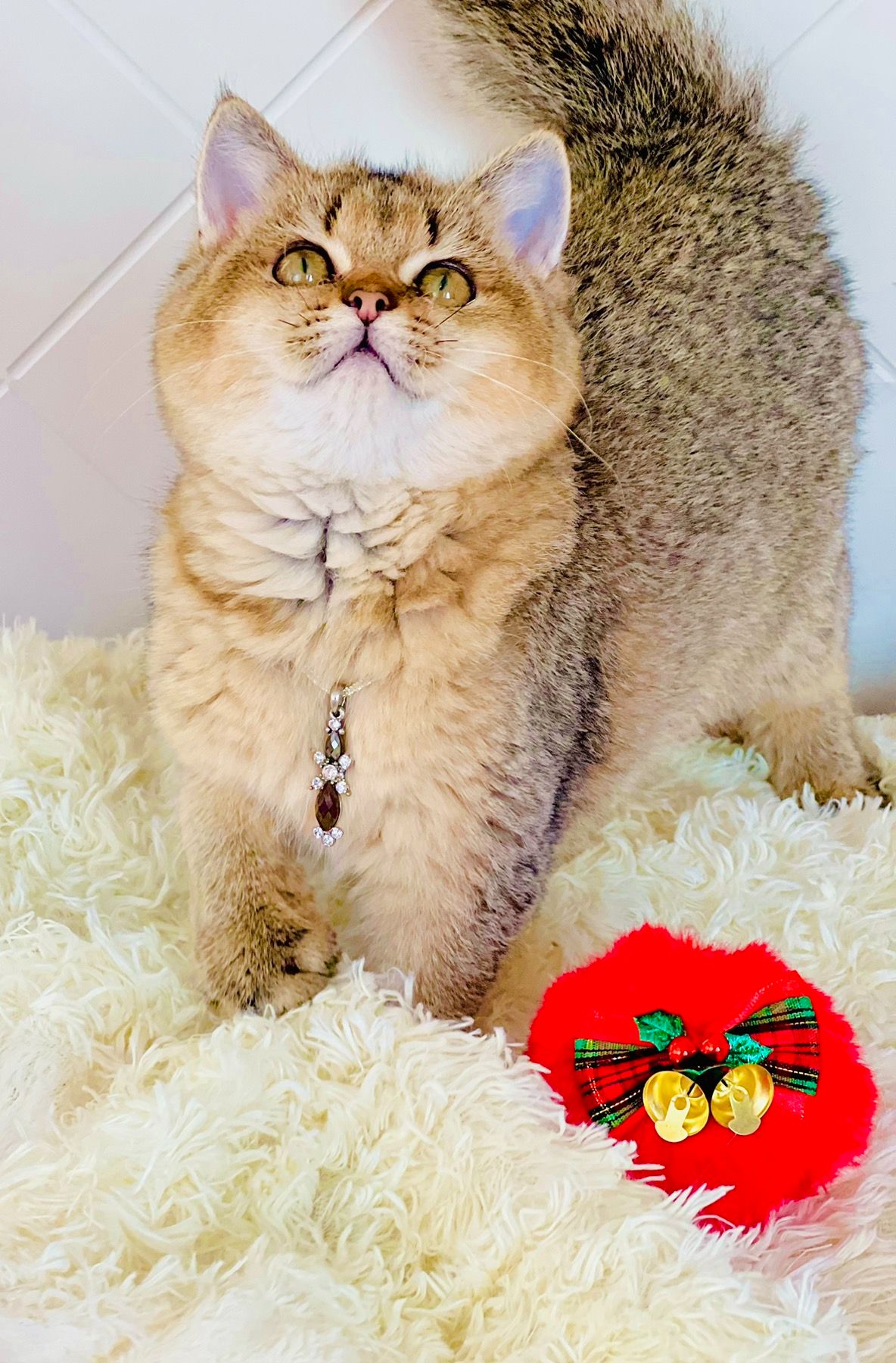 Британська золота шиншилла