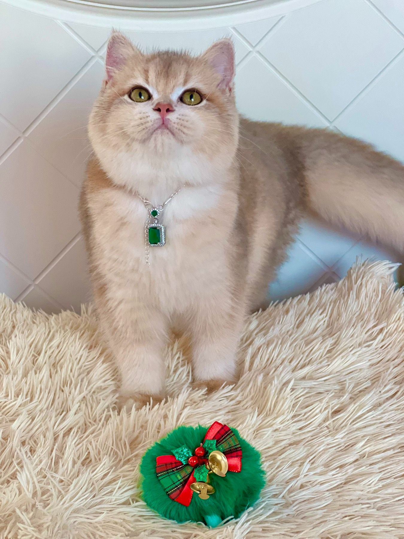 Британська золота шиншилла