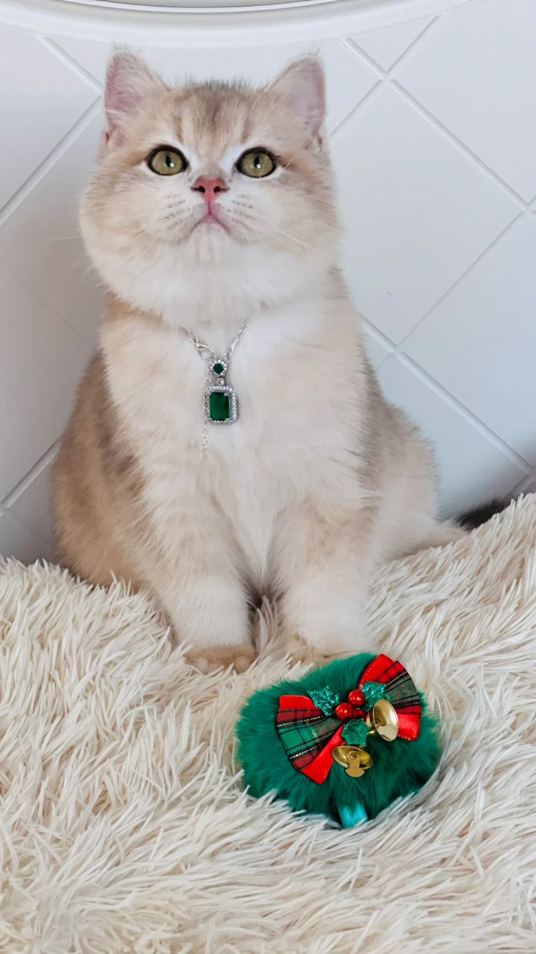 Британська золота шиншилла