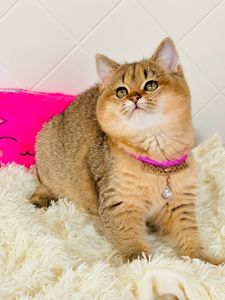 Британська золота шиншилла