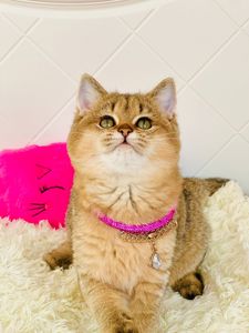 Британська золота шиншилла