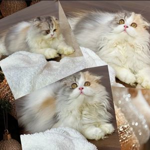 Шотландська висловуха