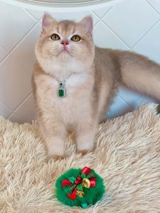 Британська золота шиншилла