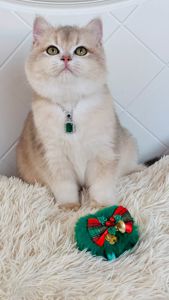 Британська золота шиншилла