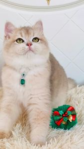 Британська золота шиншилла