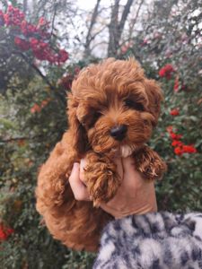 Цуценята мальтипу