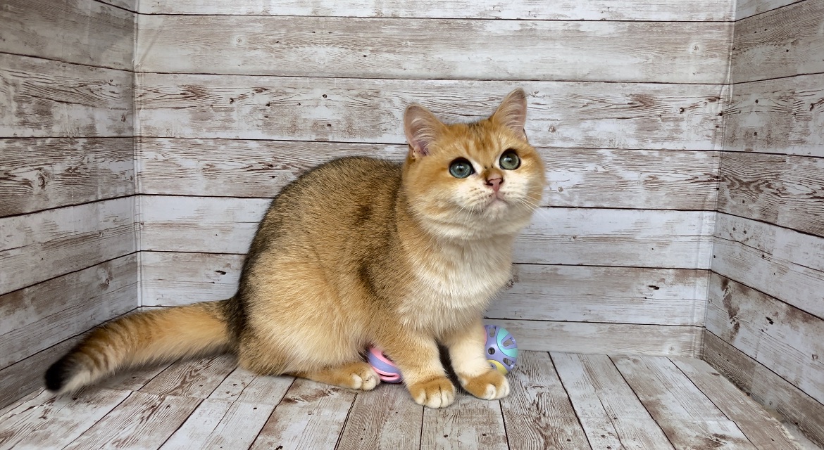 Британский мальчик. Золотая шиншилла