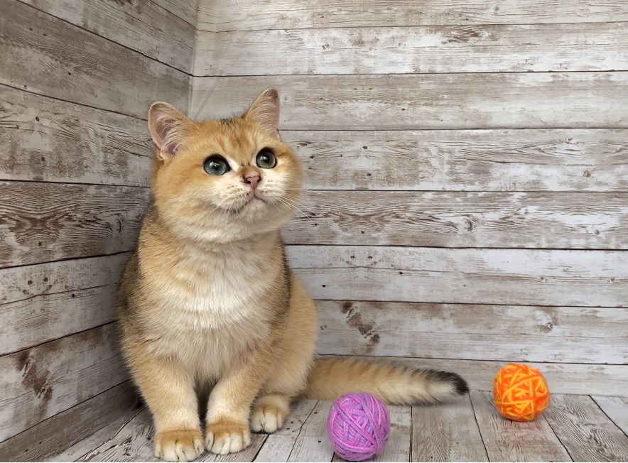 Британский мальчик. Золотая шиншилла