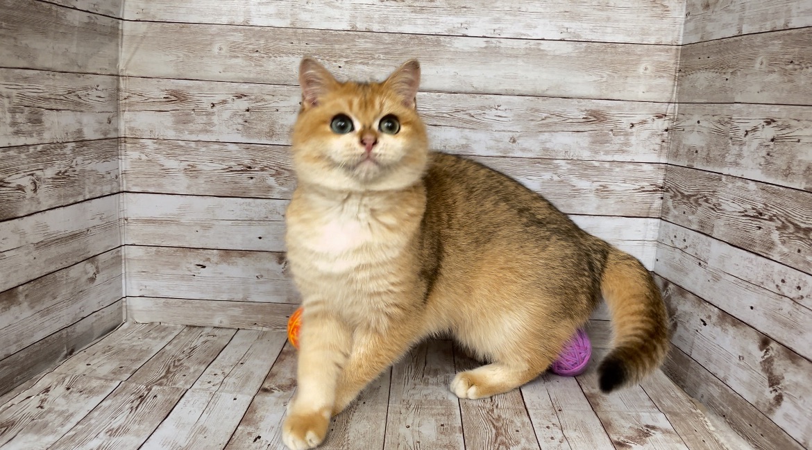 Британский мальчик. Золотая шиншилла