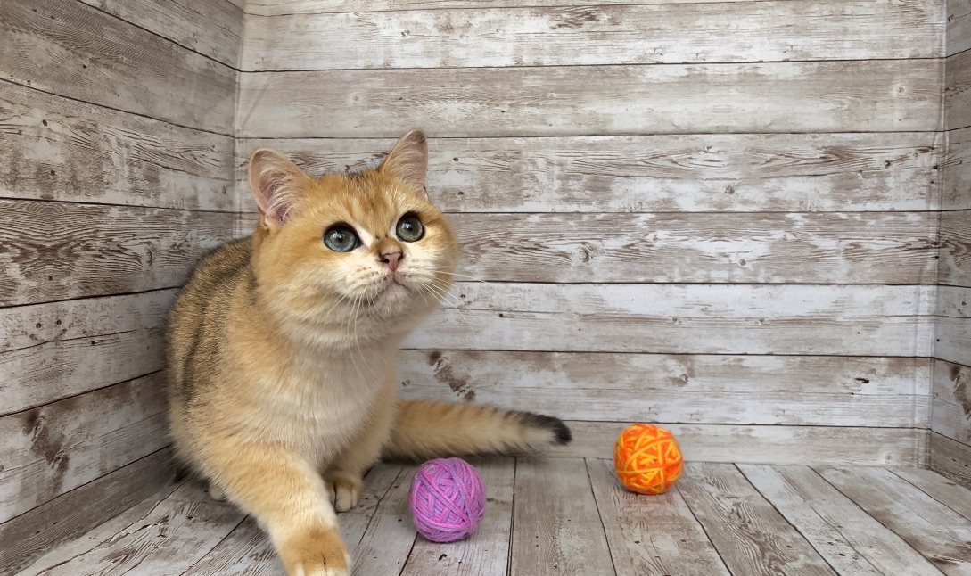 Британский мальчик. Золотая шиншилла