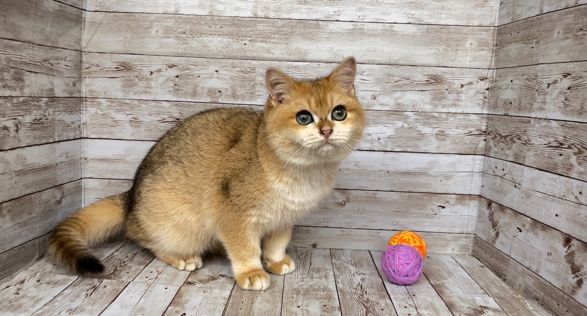 Британский мальчик. Золотая шиншилла