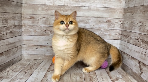 Британский мальчик. Золотая шиншилла