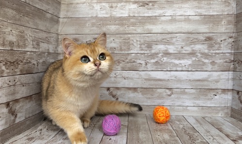 Британский мальчик. Золотая шиншилла