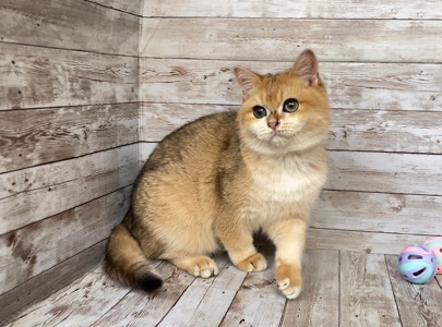 Британский мальчик. Золотая шиншилла