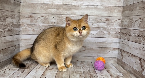 Британский мальчик. Золотая шиншилла