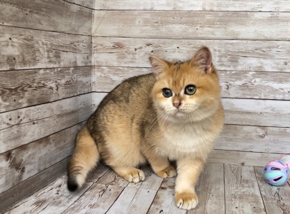 Британский мальчик. Золотая шиншилла